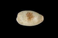 藏品(愛龍寶螺)的圖片